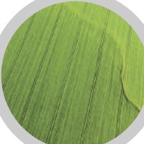A green field from above.