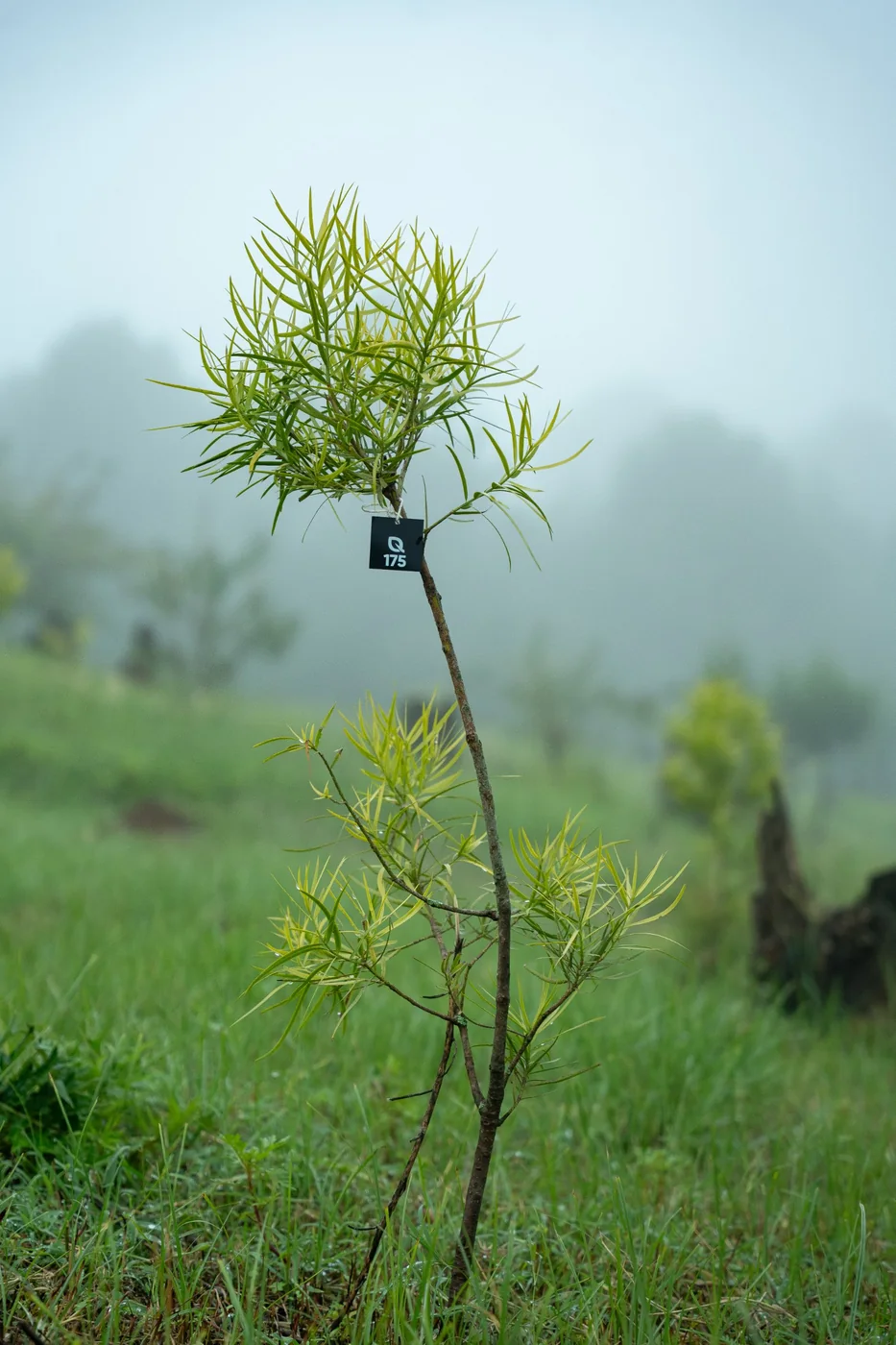 A young tree in the mist at Gullele carrying its Qeyé tag, Q 175.