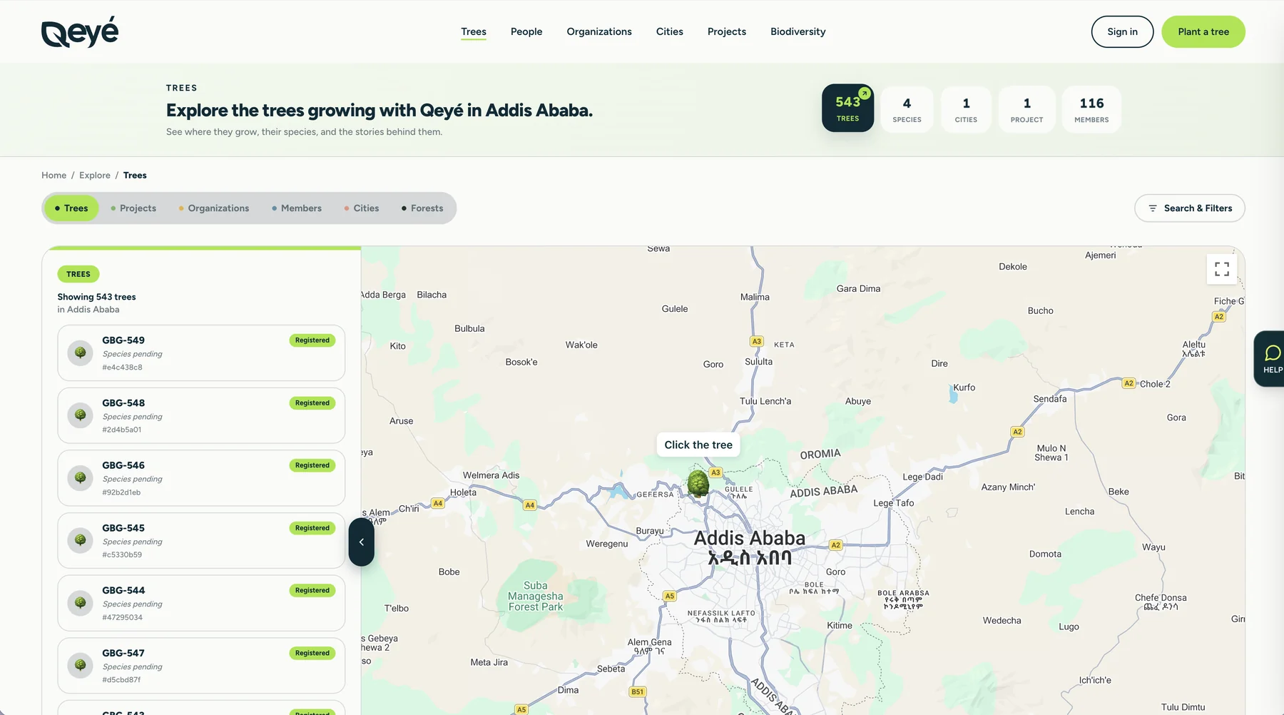 The Qeyé trees map of Addis Ababa, with the tree marker at Gullele.