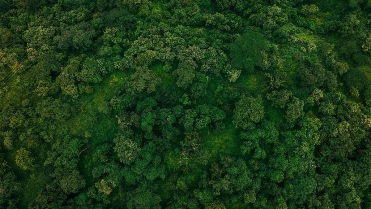 Aerial view of a dense, green forest canopy.